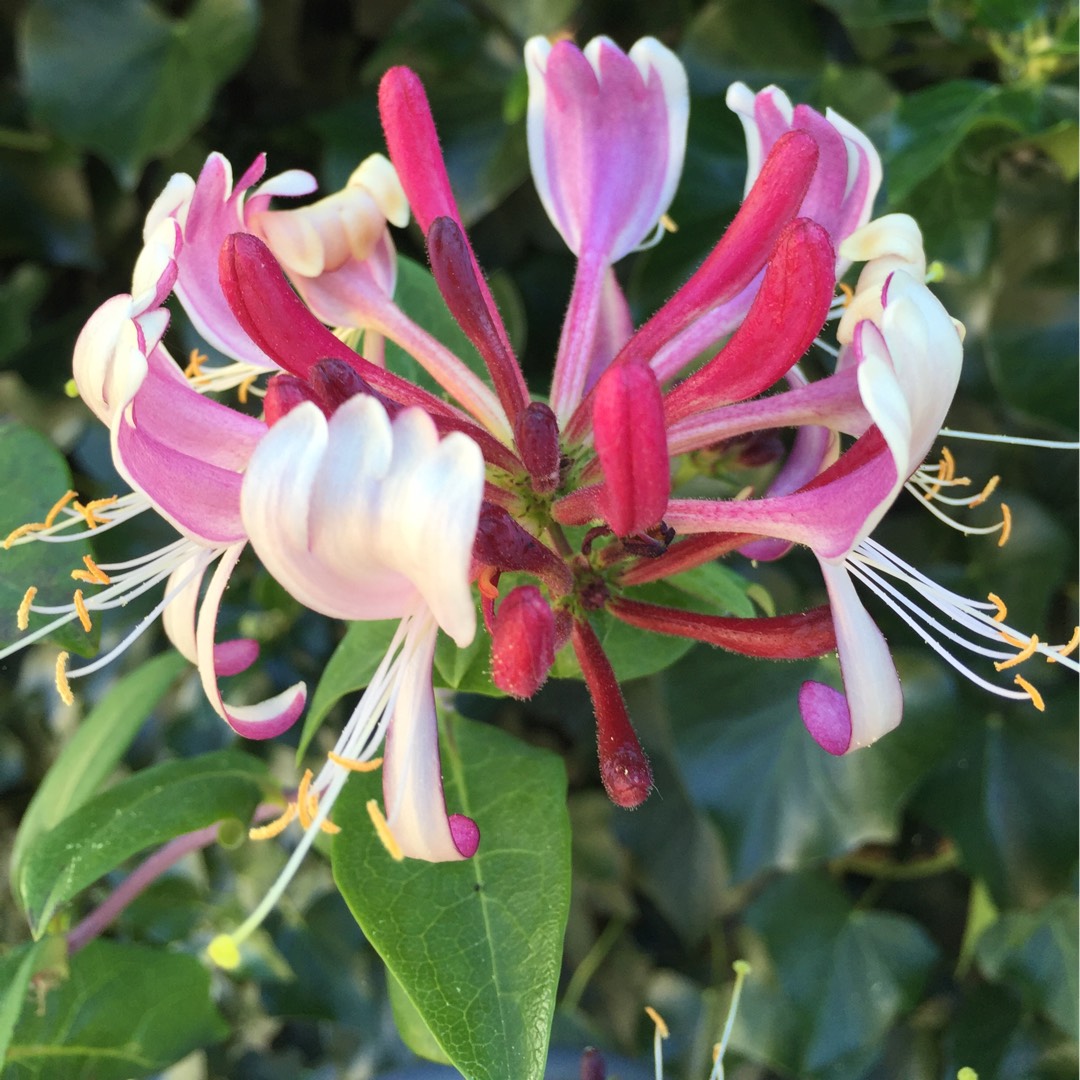 Honeysuckle Rhubarb and Custard in the GardenTags plant encyclopedia