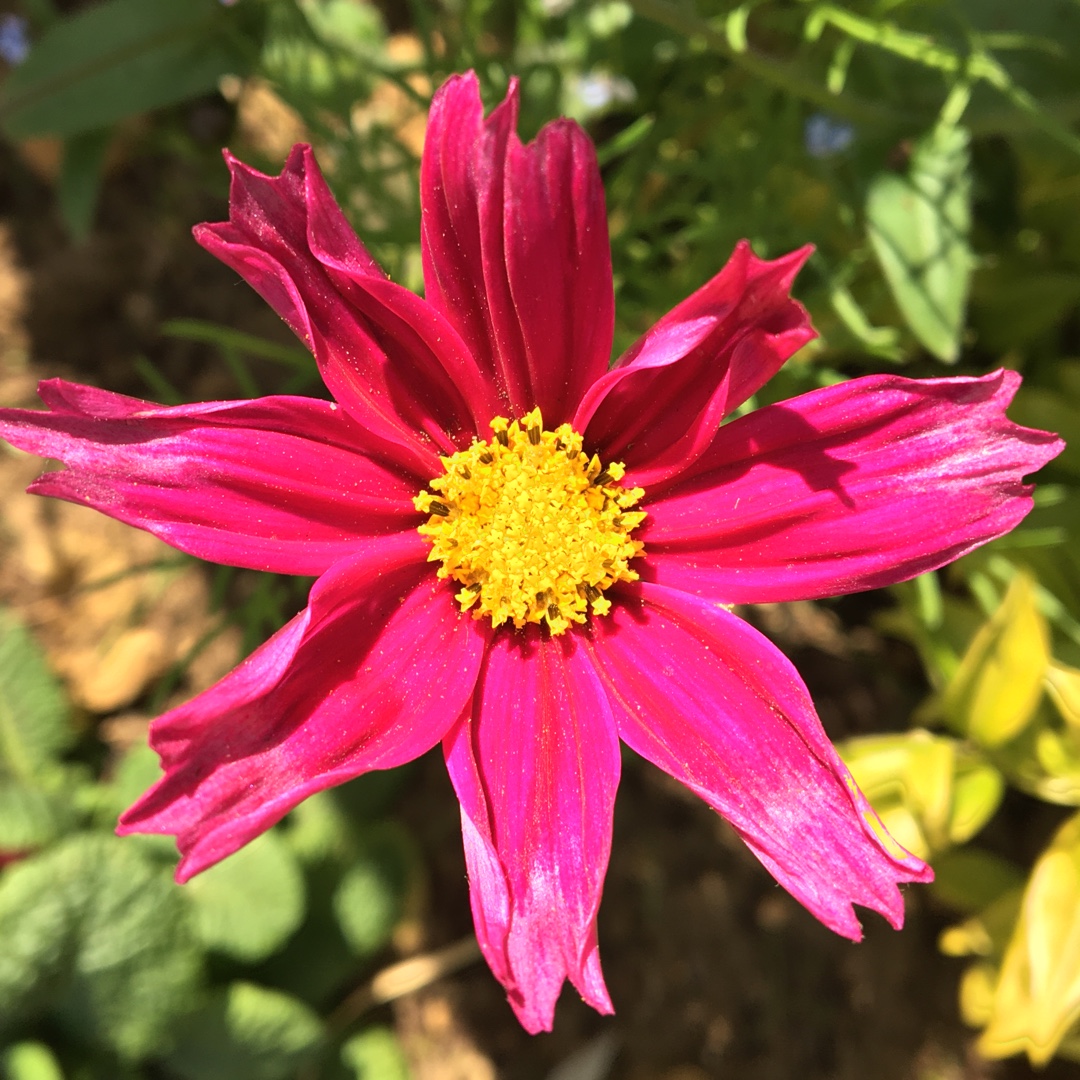 Cosmea All Sorts Mix in the GardenTags plant encyclopedia