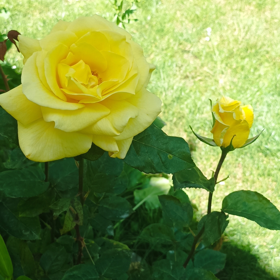 Rose Nicolas Hulot (Hybrid Tea) in the GardenTags plant encyclopedia