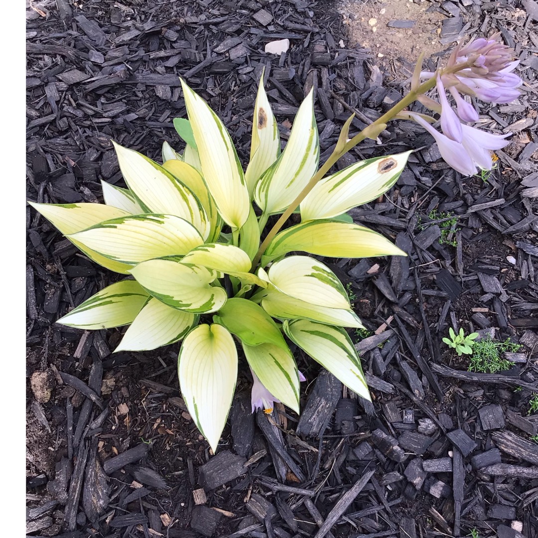 Plantain Lily June Fever in the GardenTags plant encyclopedia