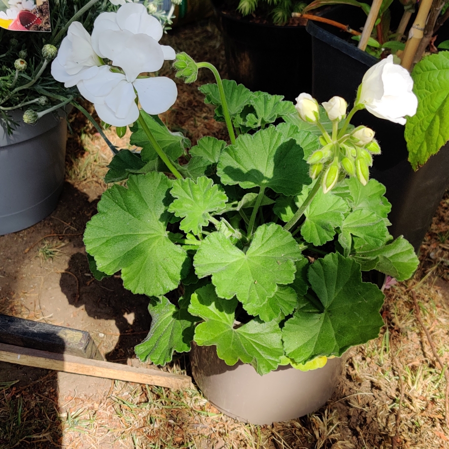 Pelargonium Calliope White (Interspecific) in the GardenTags plant encyclopedia