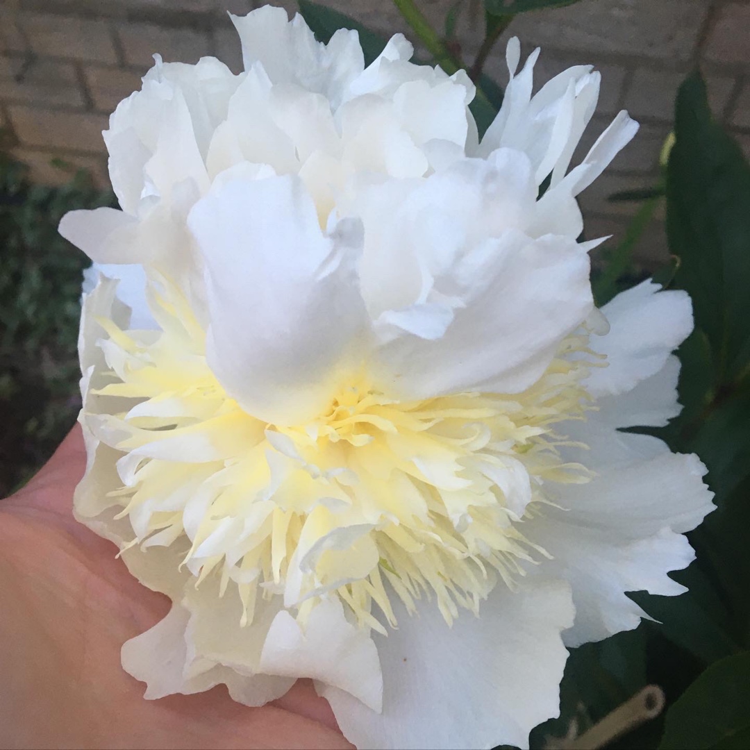 Peony Marie Lemoine (Herbaceous) in the GardenTags plant encyclopedia