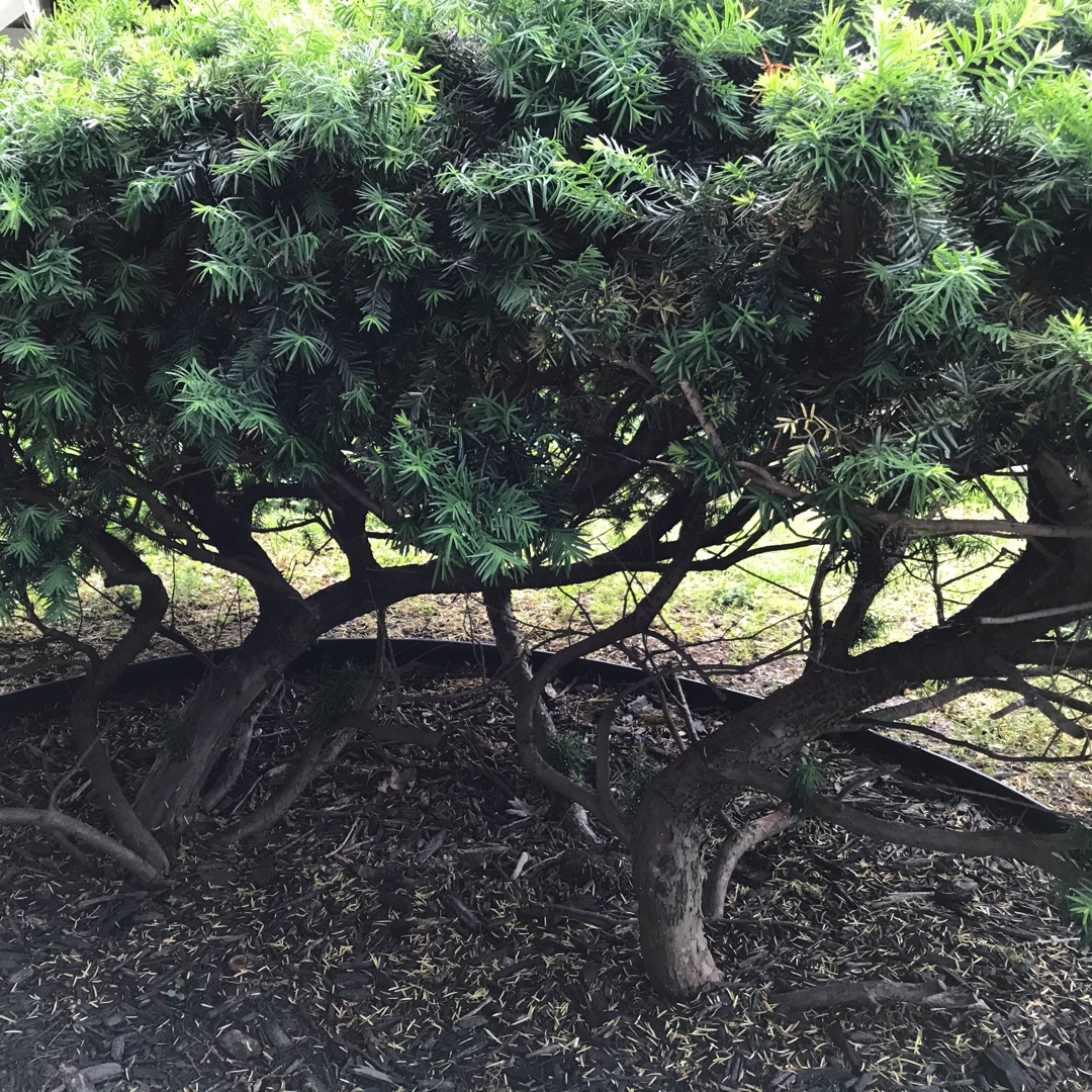 Japanese Yew in the GardenTags plant encyclopedia