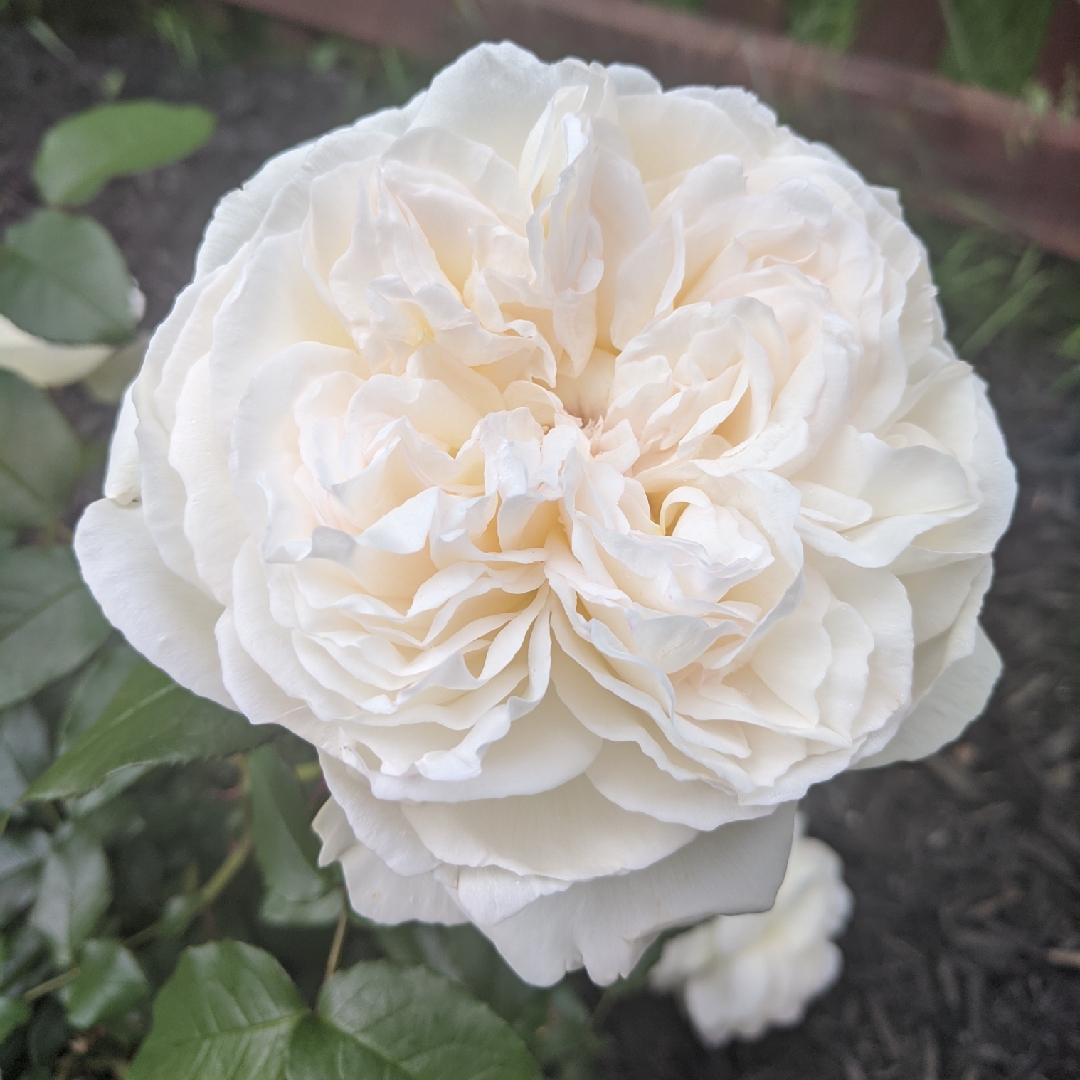 Rose Bolero (Floribunda) in the GardenTags plant encyclopedia