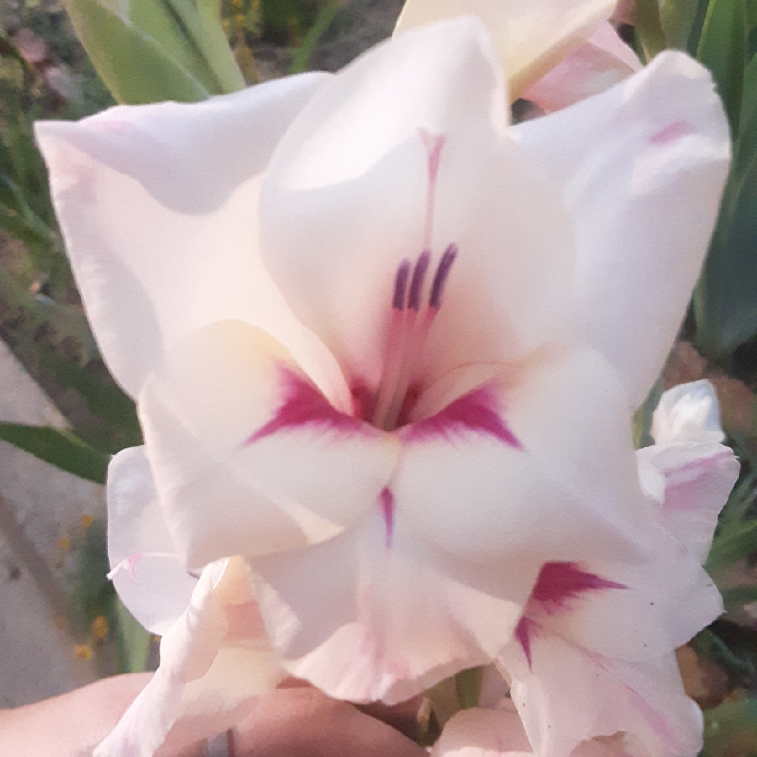 Gladioli Legolas (Large-flowered) in the GardenTags plant encyclopedia