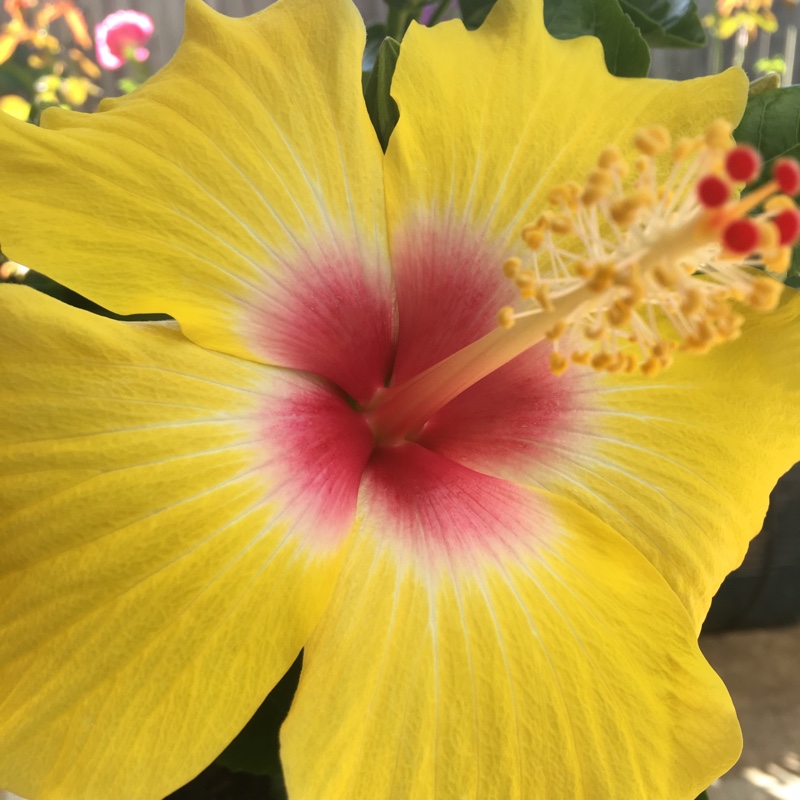 Hibiscus Sunset Yellow in the GardenTags plant encyclopedia