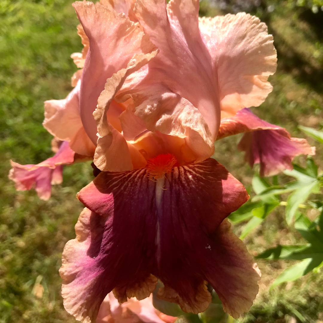 Bearded Iris Distant Chimes (Tall) in the GardenTags plant encyclopedia