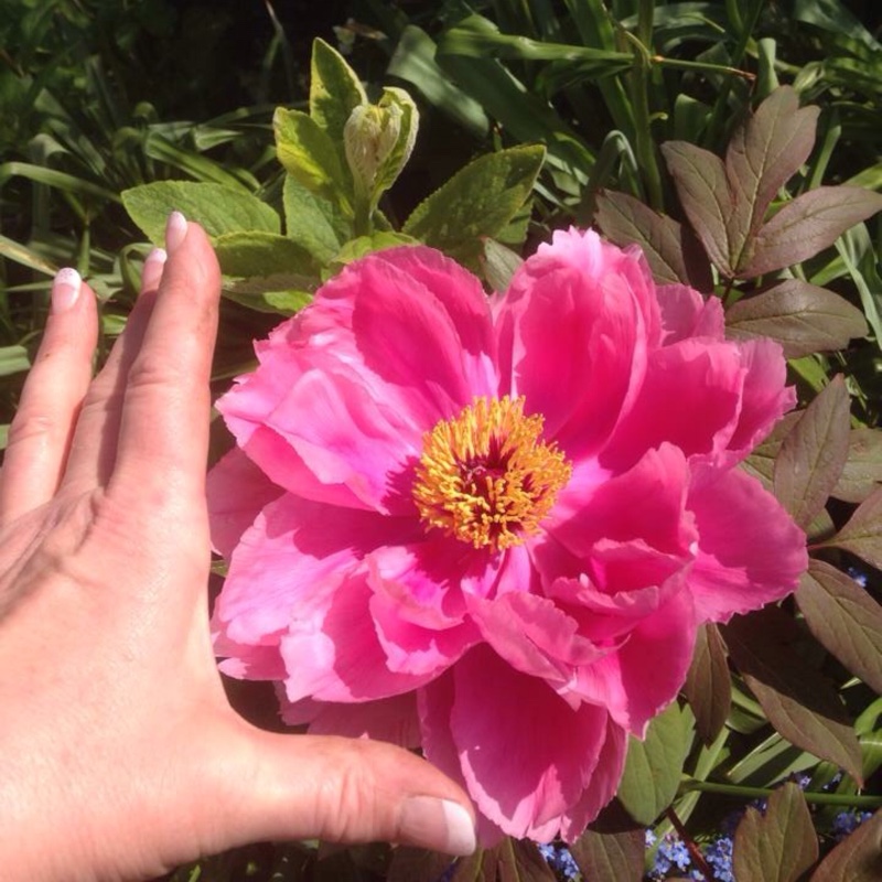 Tree Peony Duchess of Kent in the GardenTags plant encyclopedia