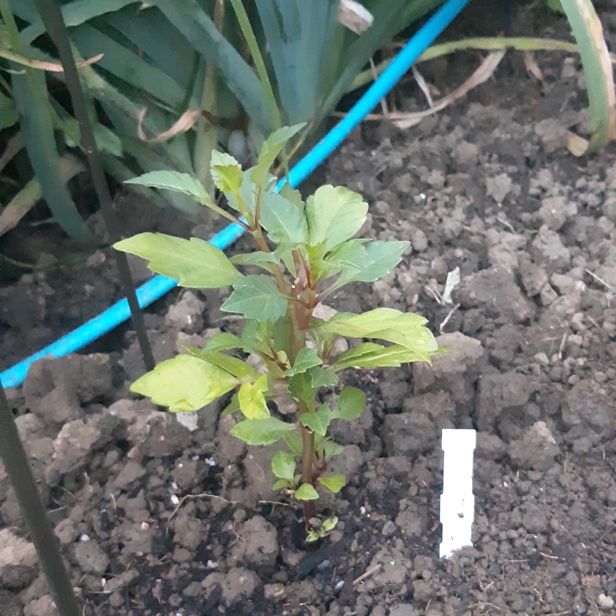 Dahlia Rosemary Dawn (Pompon) in the GardenTags plant encyclopedia