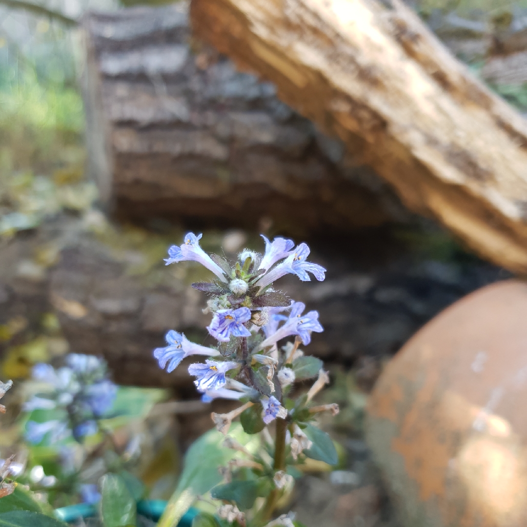 Bugle Blueberry Muffin in the GardenTags plant encyclopedia