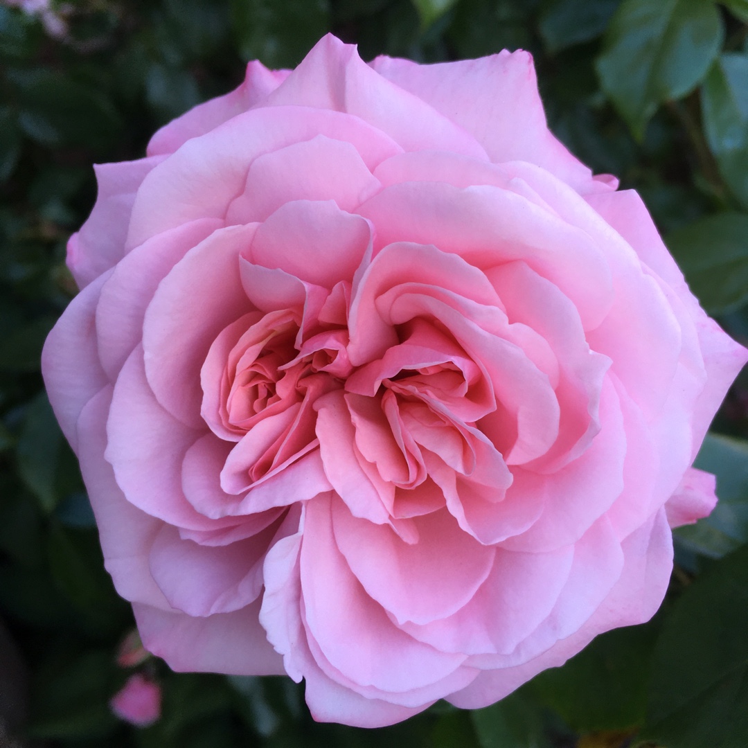 Rose Octavia Hill (Floribunda) in the GardenTags plant encyclopedia