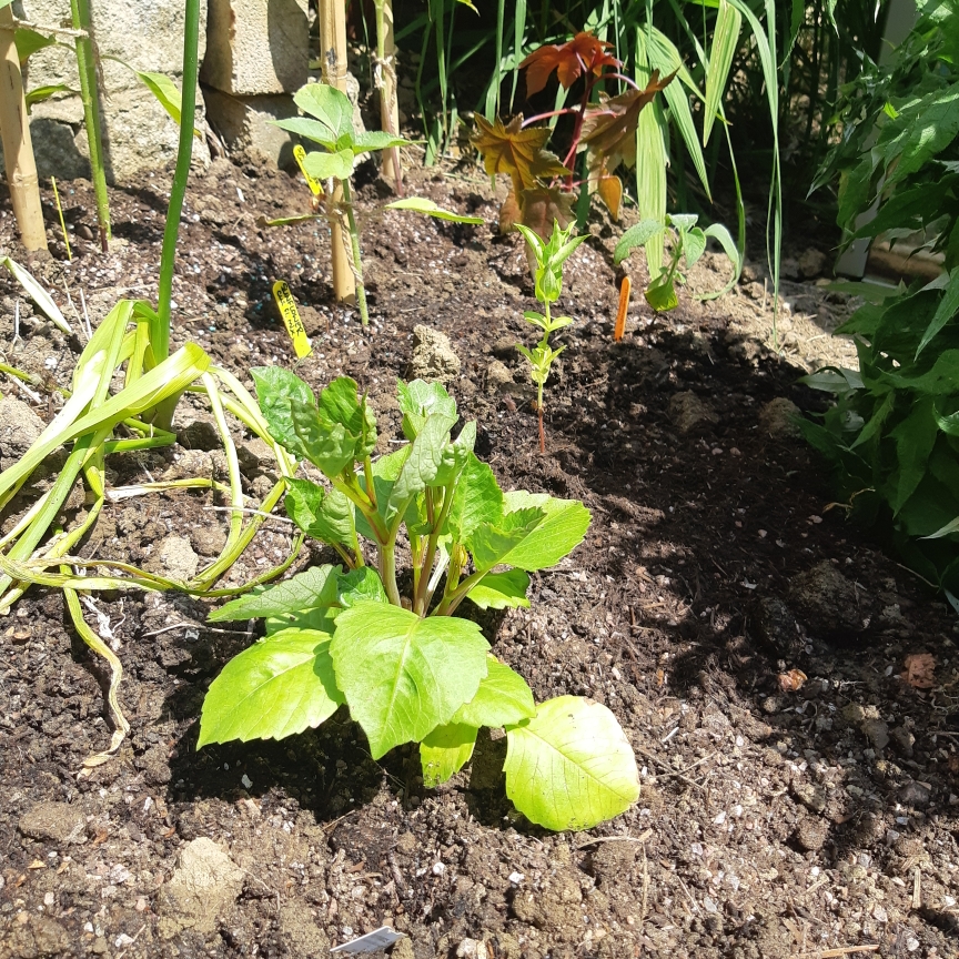 Dahlia Polventon Kristobel (Decorative) in the GardenTags plant encyclopedia