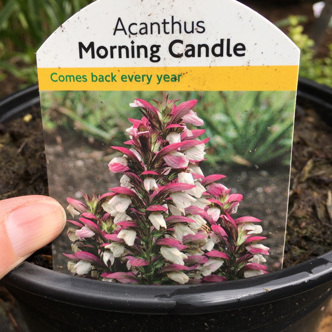 Bears Breeches Mornings Candle in the GardenTags plant encyclopedia