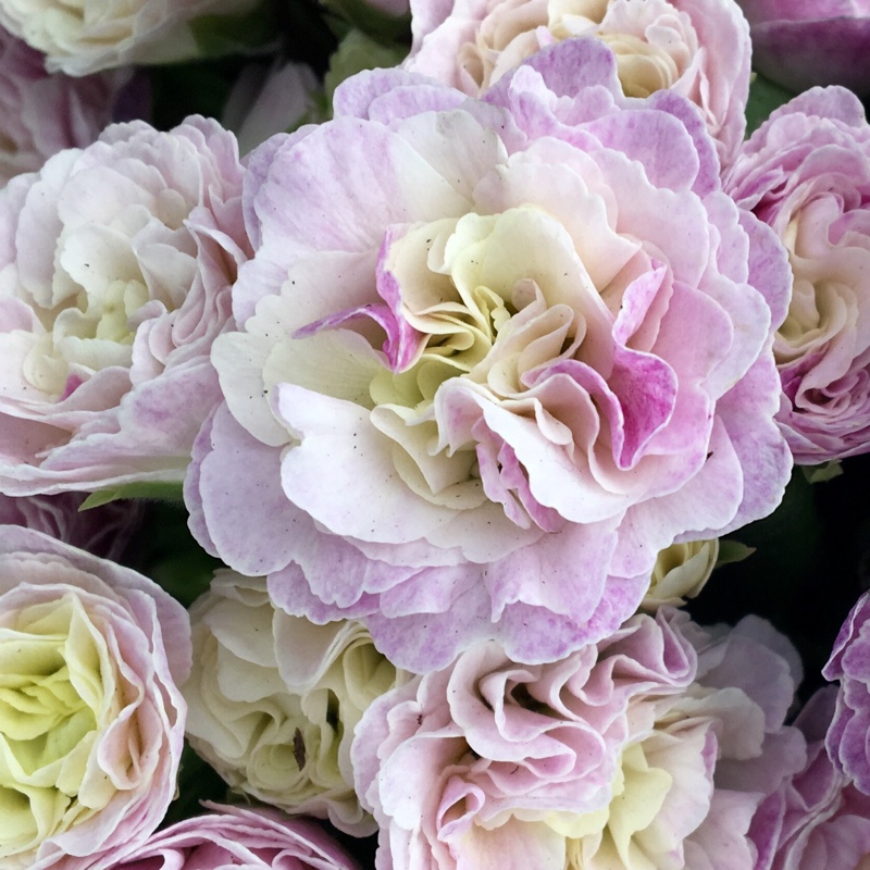 Double Primrose Pink Champagne in the GardenTags plant encyclopedia