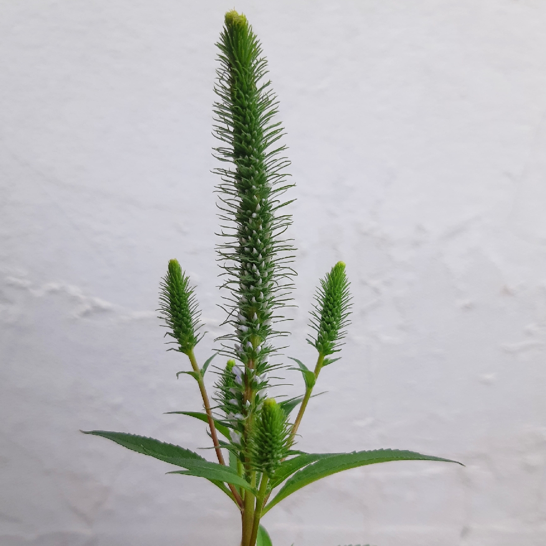 Spiked Speedwell Snow Candles in the GardenTags plant encyclopedia