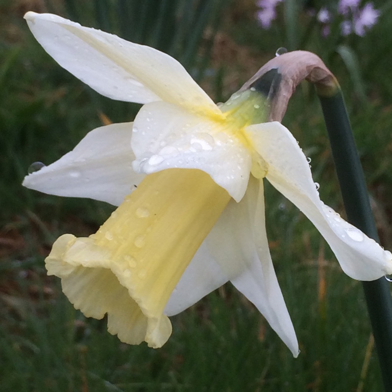 Daffodil Beersheba (Trumpet) in the GardenTags plant encyclopedia