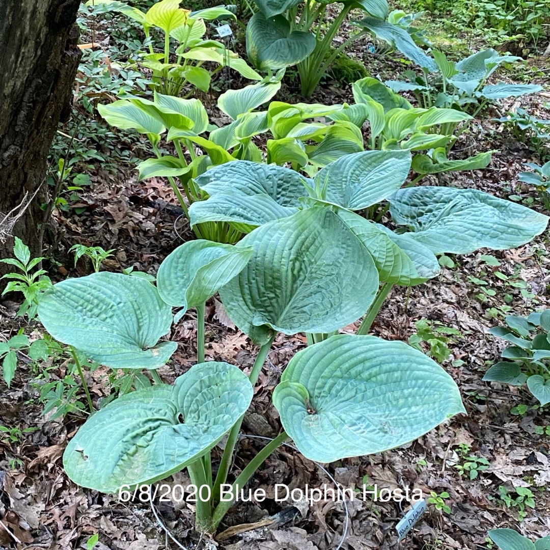 Plantain Lily Blue Dolphin in the GardenTags plant encyclopedia