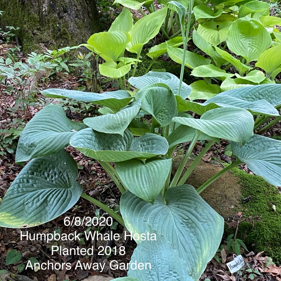 Plantain Lily Humpback Whale in the GardenTags plant encyclopedia