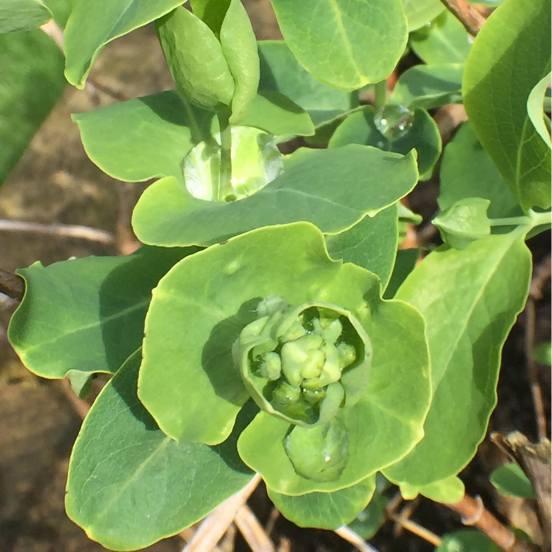 Honeysuckle Anna Fletcher in the GardenTags plant encyclopedia