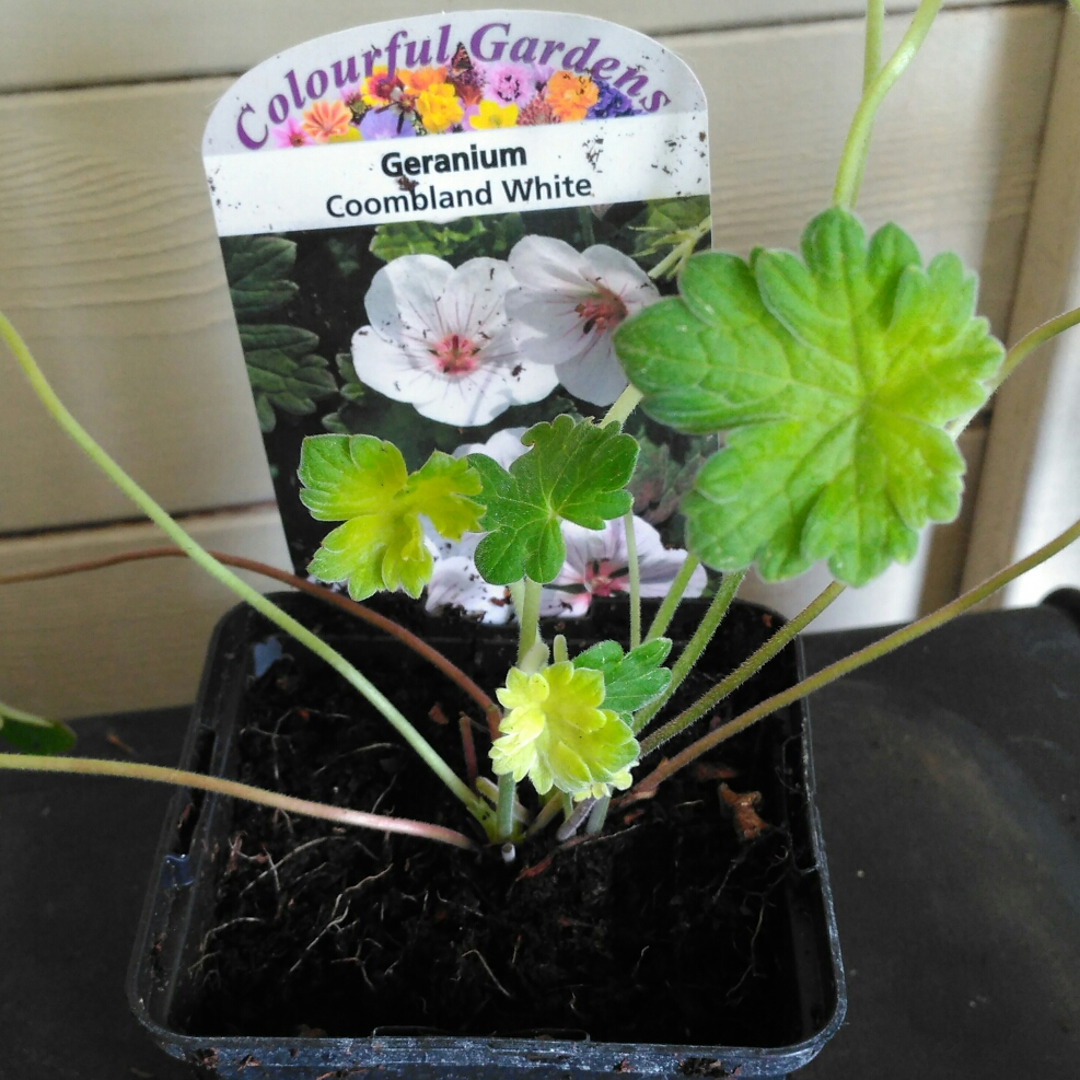 Cranesbill Coombland White in the GardenTags plant encyclopedia