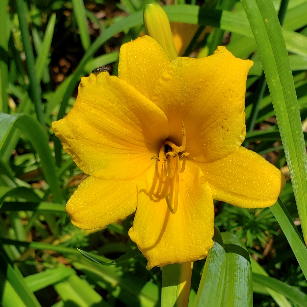 Daylily Border Baby in the GardenTags plant encyclopedia