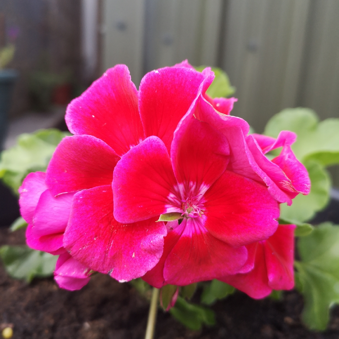 Pelargonium Calliope Red Splash (Interspecific) in the GardenTags plant encyclopedia