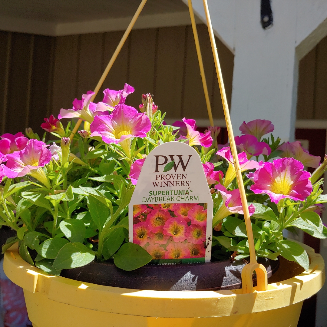 Petunia Supertunia Daybreak Charm in the GardenTags plant encyclopedia