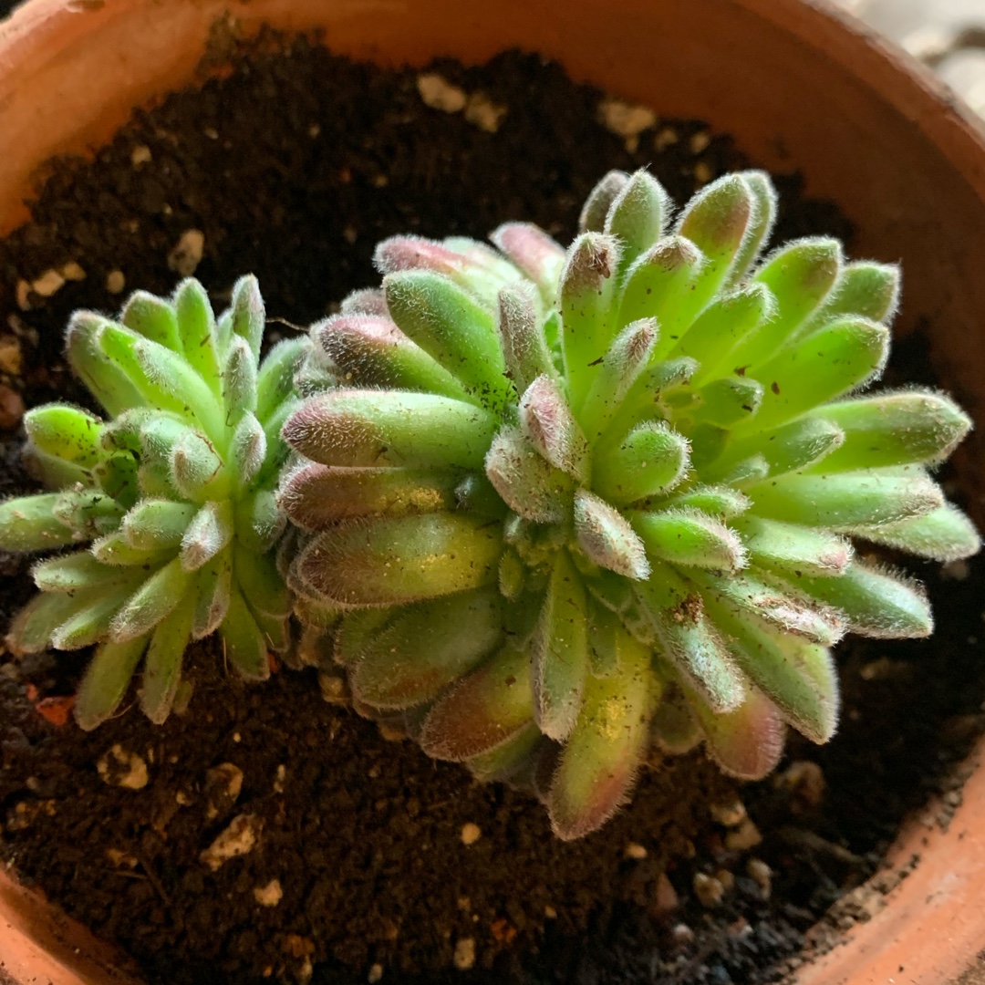 Sempervivum ‘Allison in the GardenTags plant encyclopedia