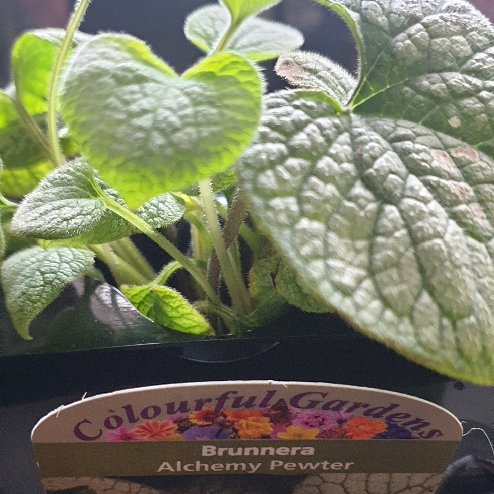 Siberian Bugloss Alchemy Pewter in the GardenTags plant encyclopedia