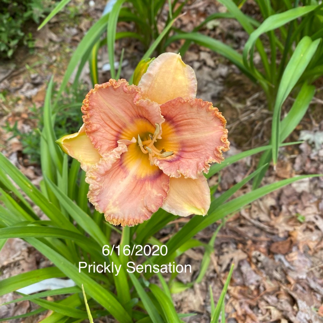 Daylily Prickly Sensation in the GardenTags plant encyclopedia