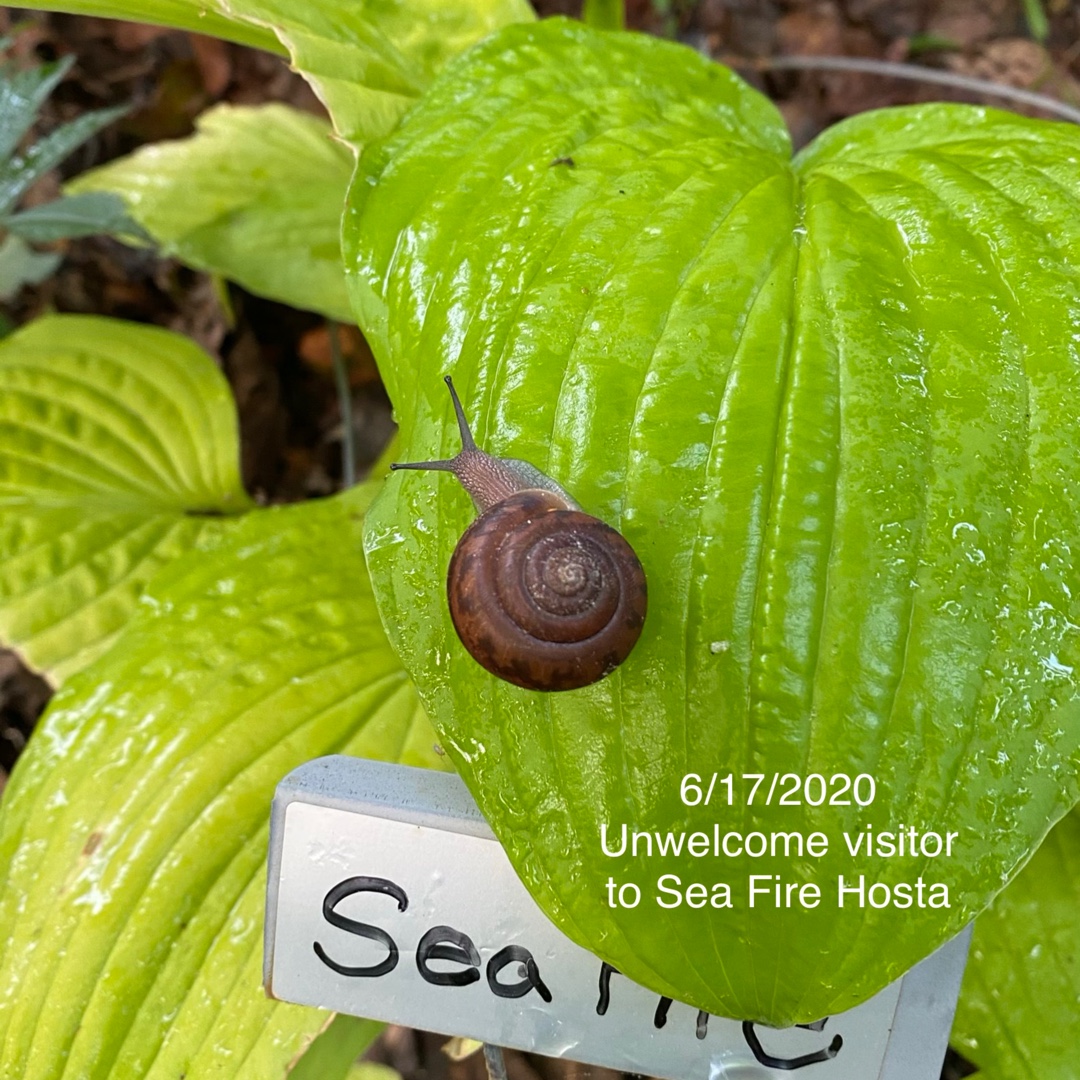 Plantain Lily Sea Fire in the GardenTags plant encyclopedia