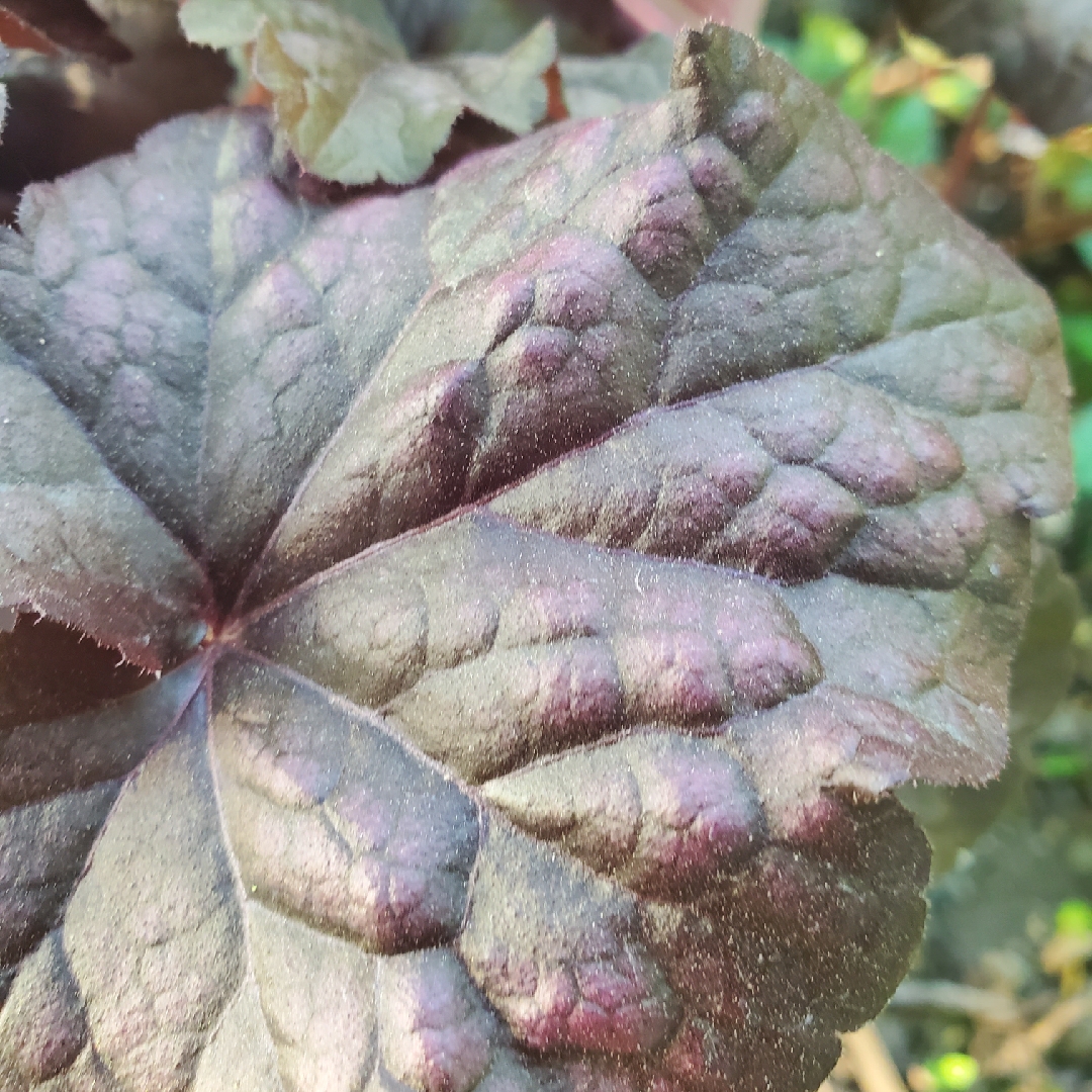 Alumroot Grape Expectations in the GardenTags plant encyclopedia