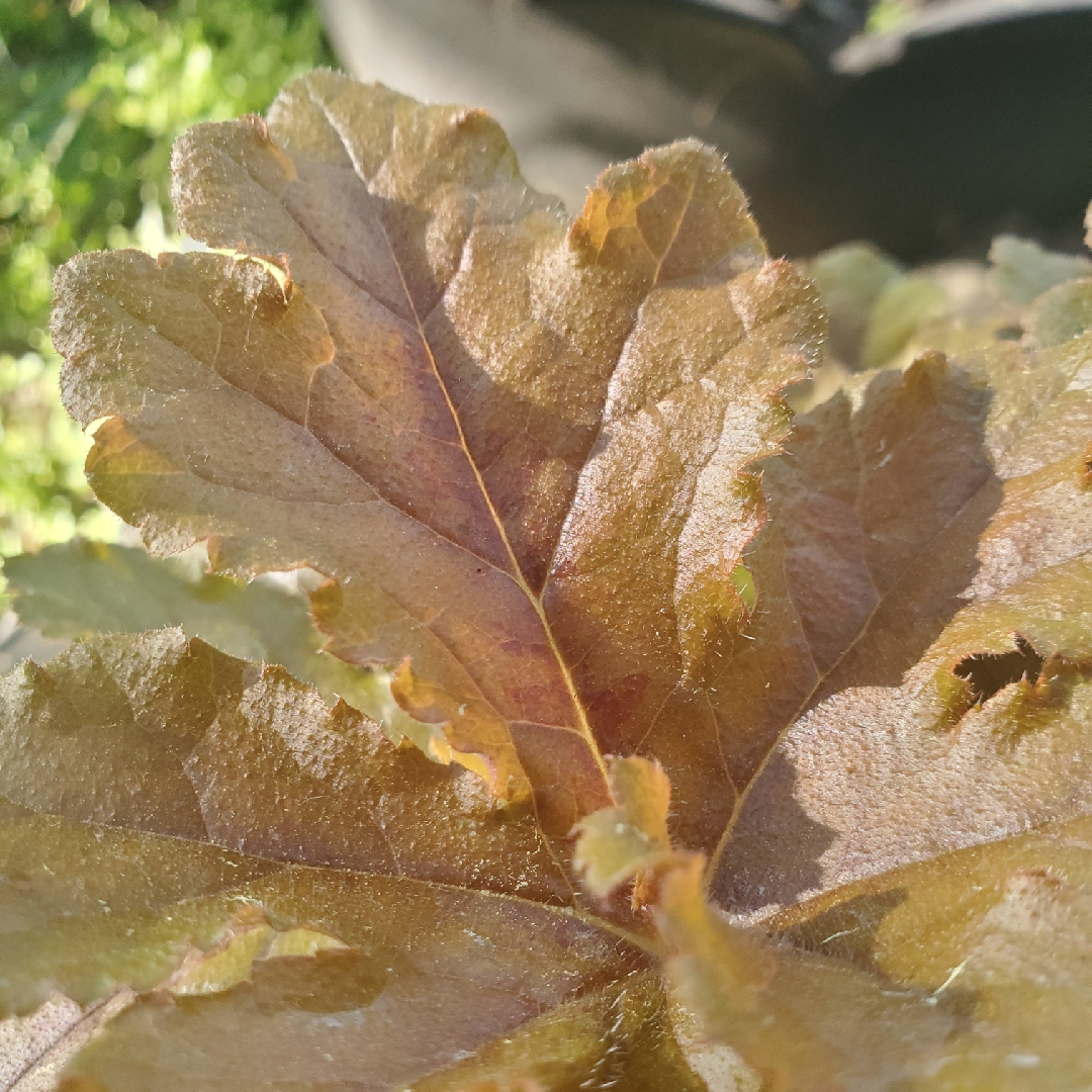 Foamy Bells Hopscotch in the GardenTags plant encyclopedia