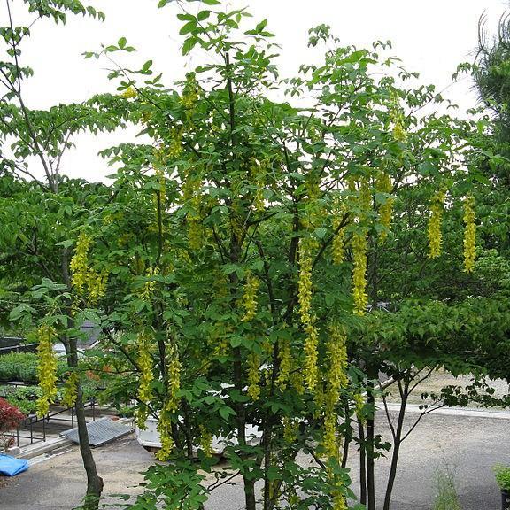 Vosss Laburnum in the GardenTags plant encyclopedia