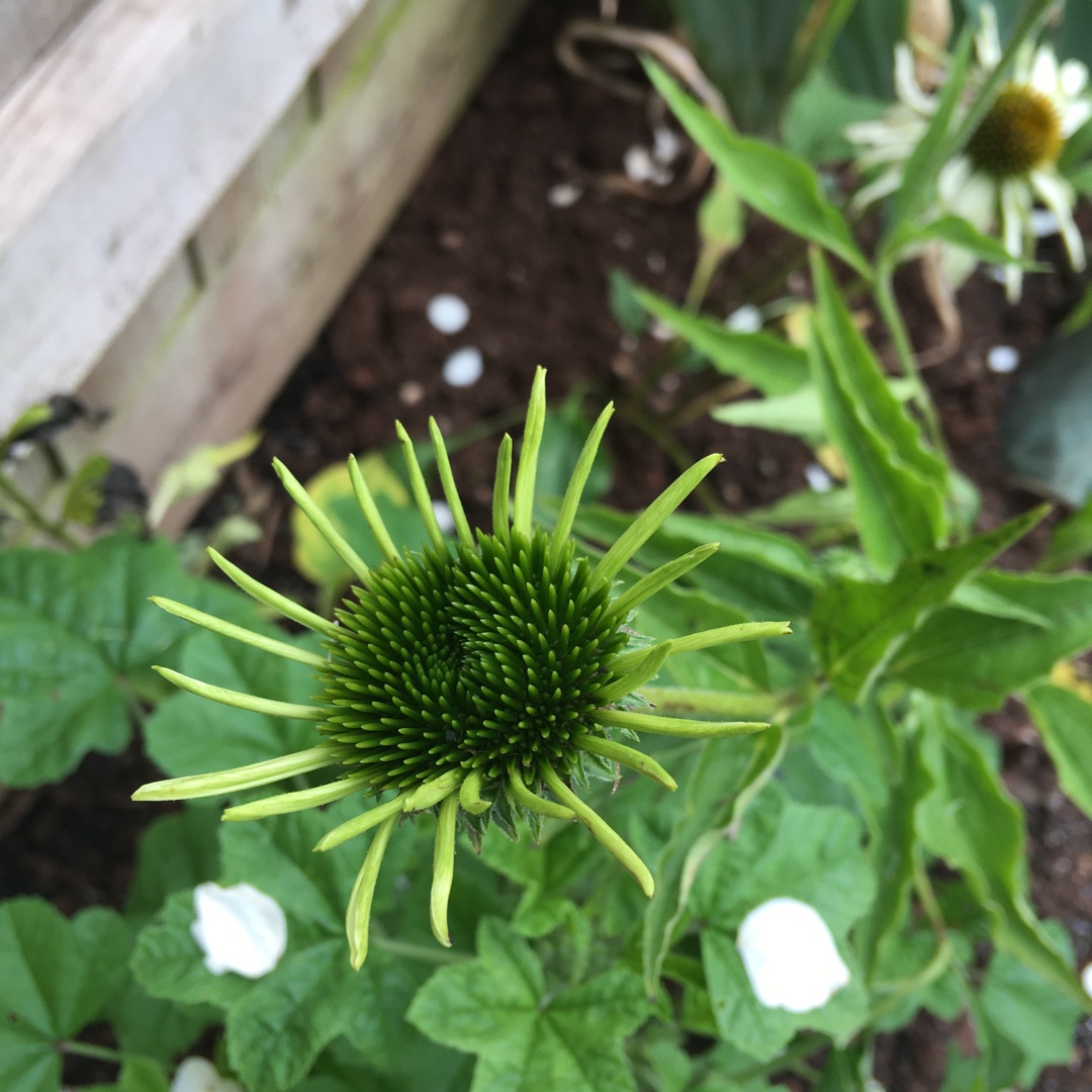 Coneflower Primadonna White in the GardenTags plant encyclopedia