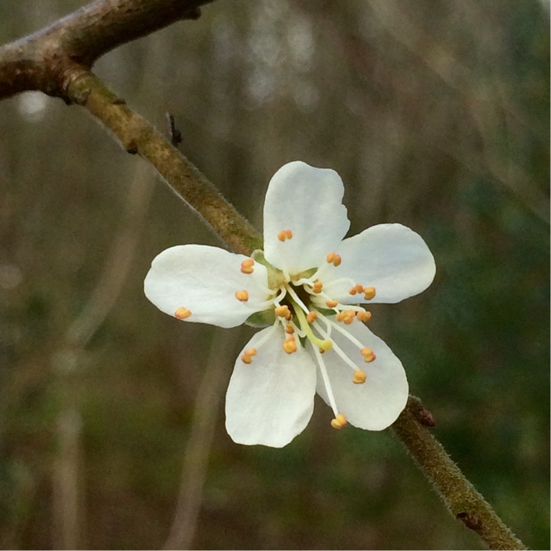 Prunus domestica subsp. insititia var. syriaca, Shepherd's Bullace in ...