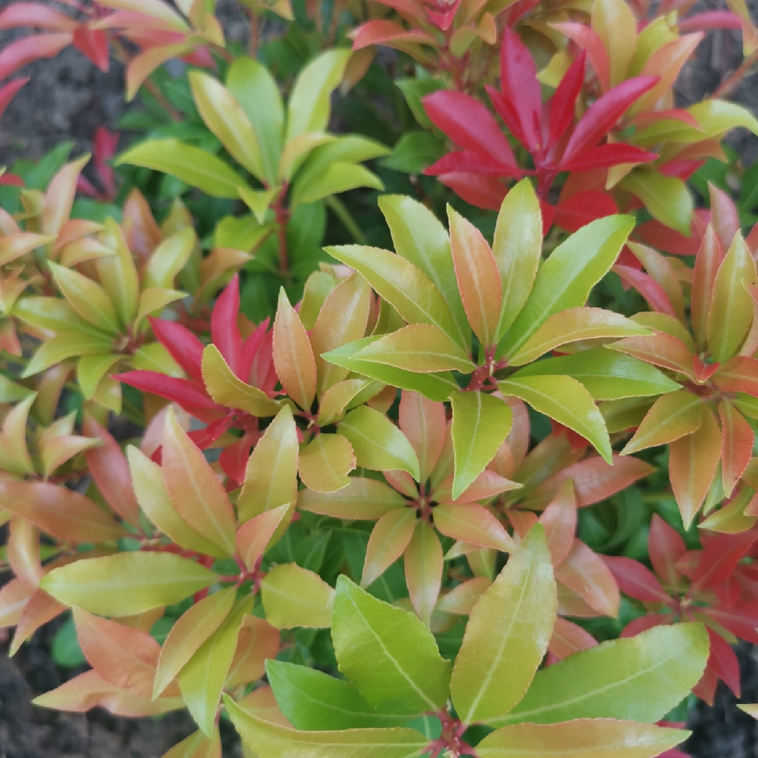 Japanese Pieris in the GardenTags plant encyclopedia