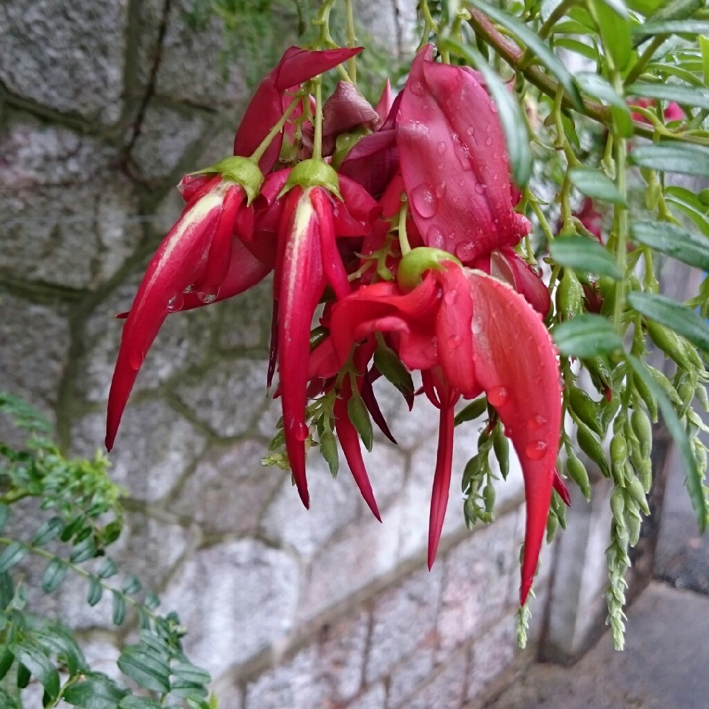 Red Lobster Claw in the GardenTags plant encyclopedia