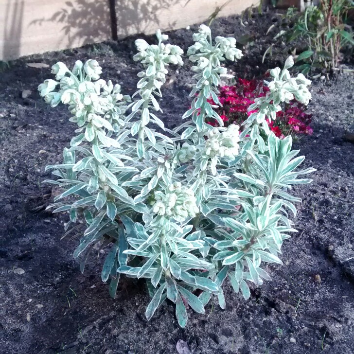 Mediterranean Spurge Silver Swan in the GardenTags plant encyclopedia