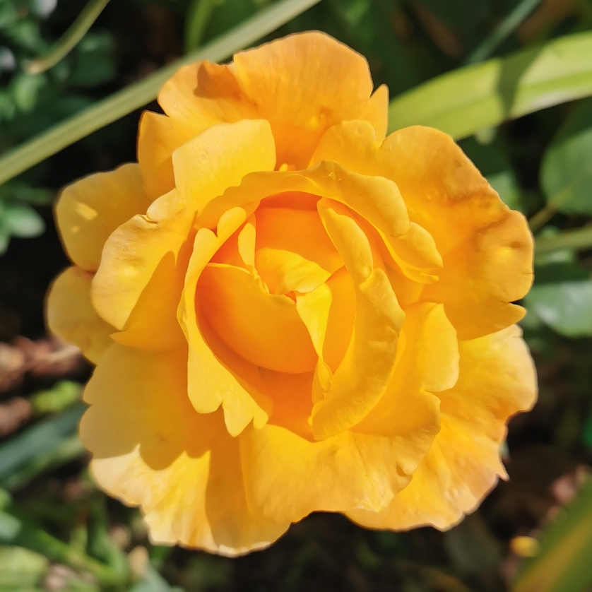 Rose Whisky Mac (Hybrid Tea) in the GardenTags plant encyclopedia