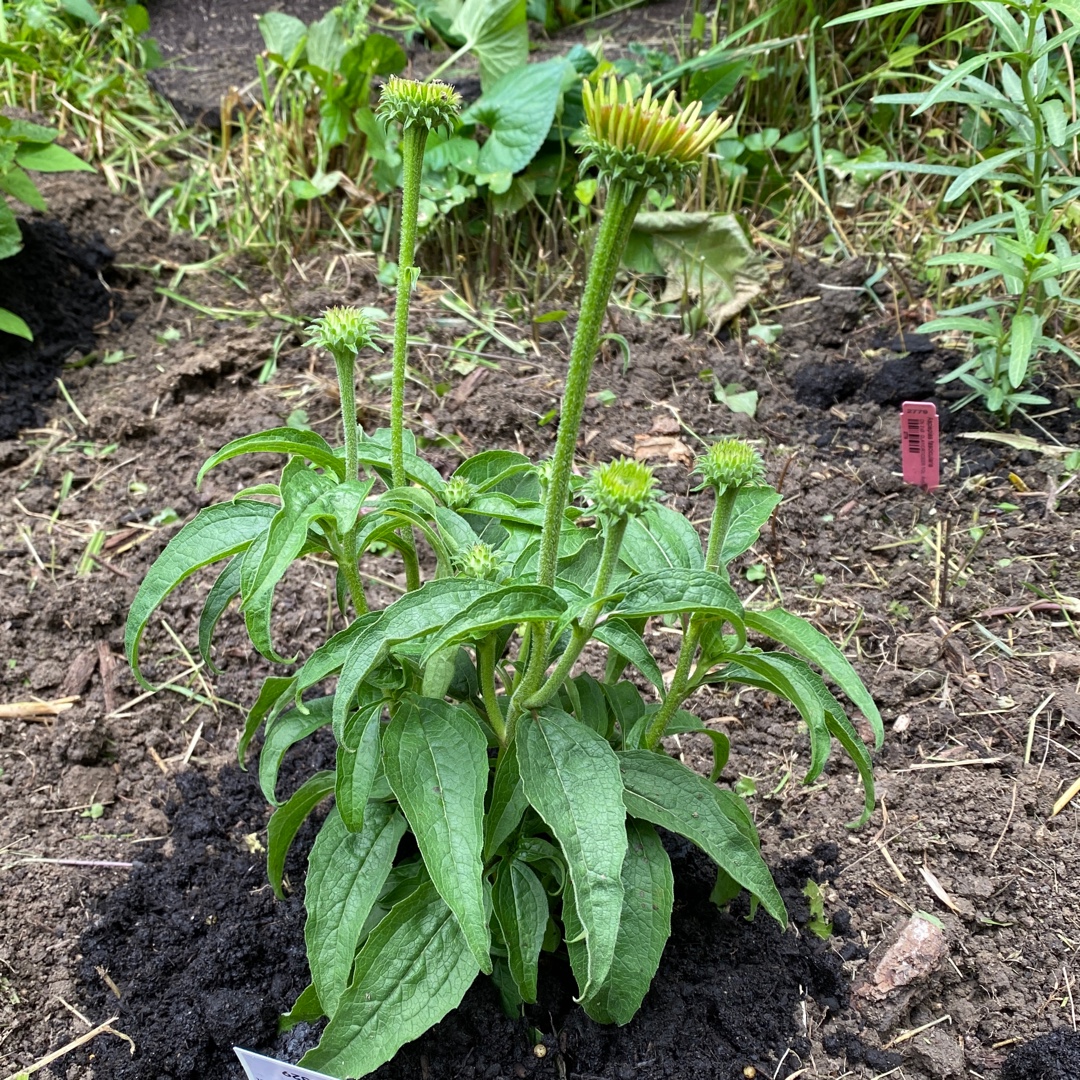 Coneflower Prairie Splendor Compact Rose in the GardenTags plant encyclopedia