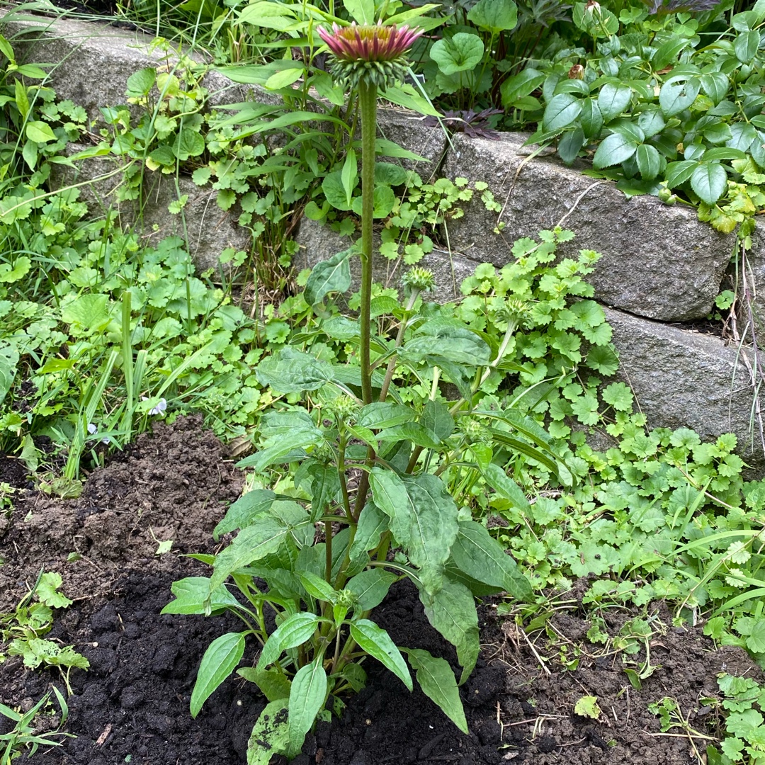 Coneflower Double Scoop Orangeberry in the GardenTags plant encyclopedia