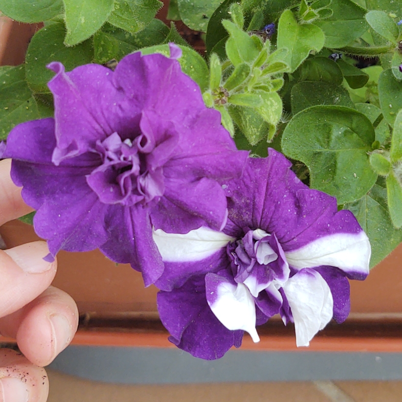 Petunia Double Madness Lavender in the GardenTags plant encyclopedia