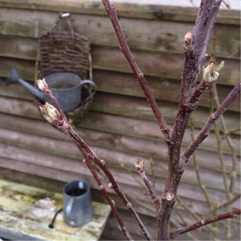 Apple Elstar in the GardenTags plant encyclopedia