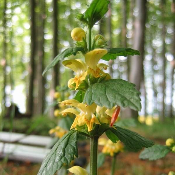 Yellow Archangel in the GardenTags plant encyclopedia