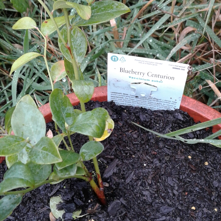 Blueberry Centurion in the GardenTags plant encyclopedia