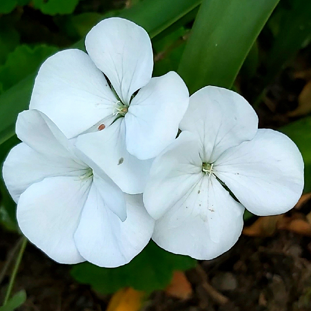 Pelargonium Horizon Pure White in the GardenTags plant encyclopedia