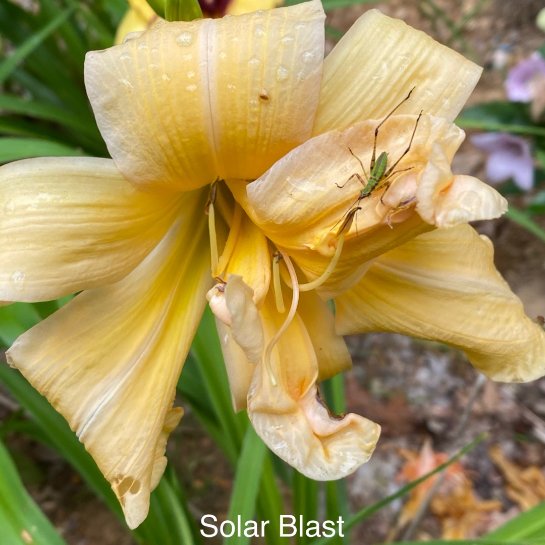 Daylily Solar Blast in the GardenTags plant encyclopedia