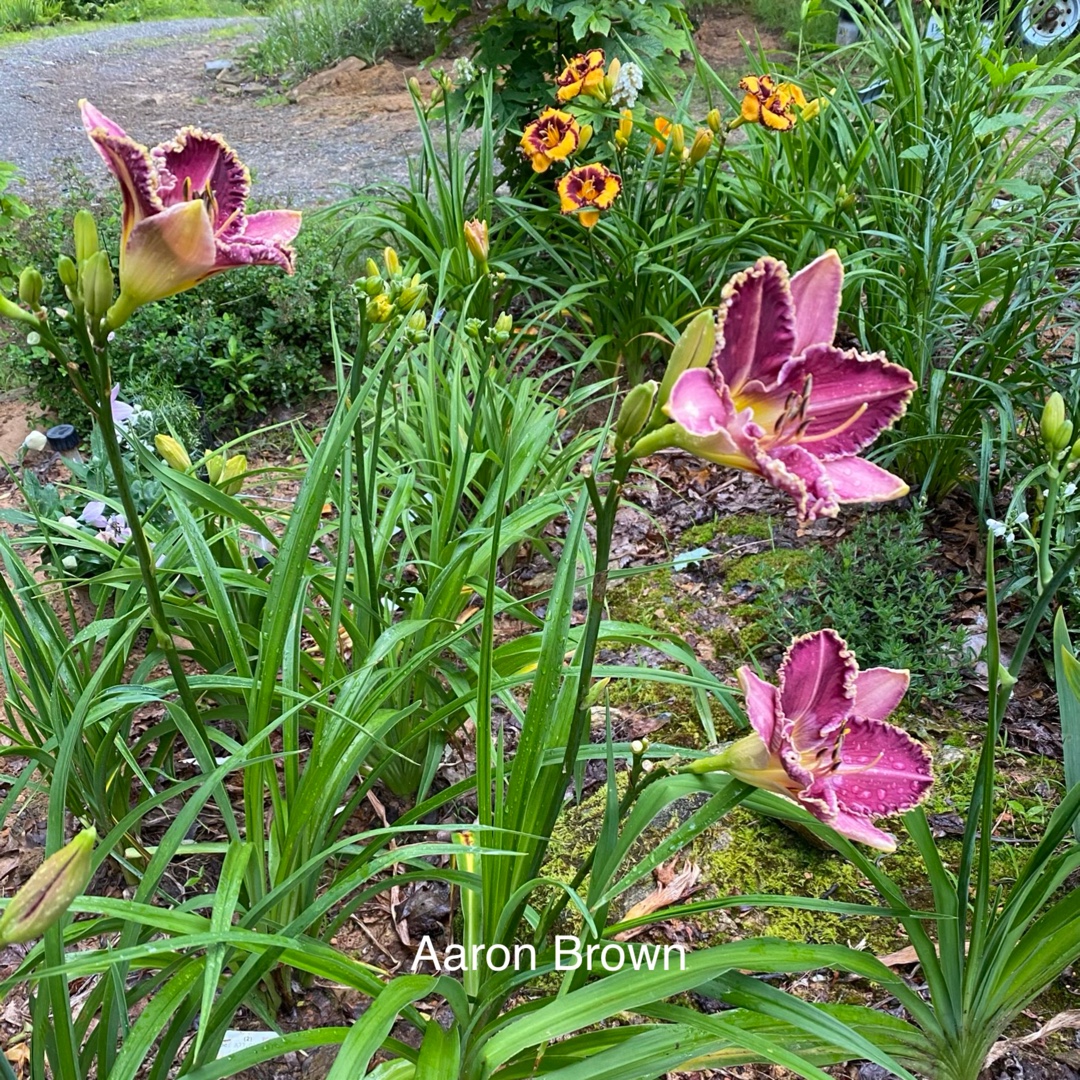 Daylily Aaron Brown in the GardenTags plant encyclopedia