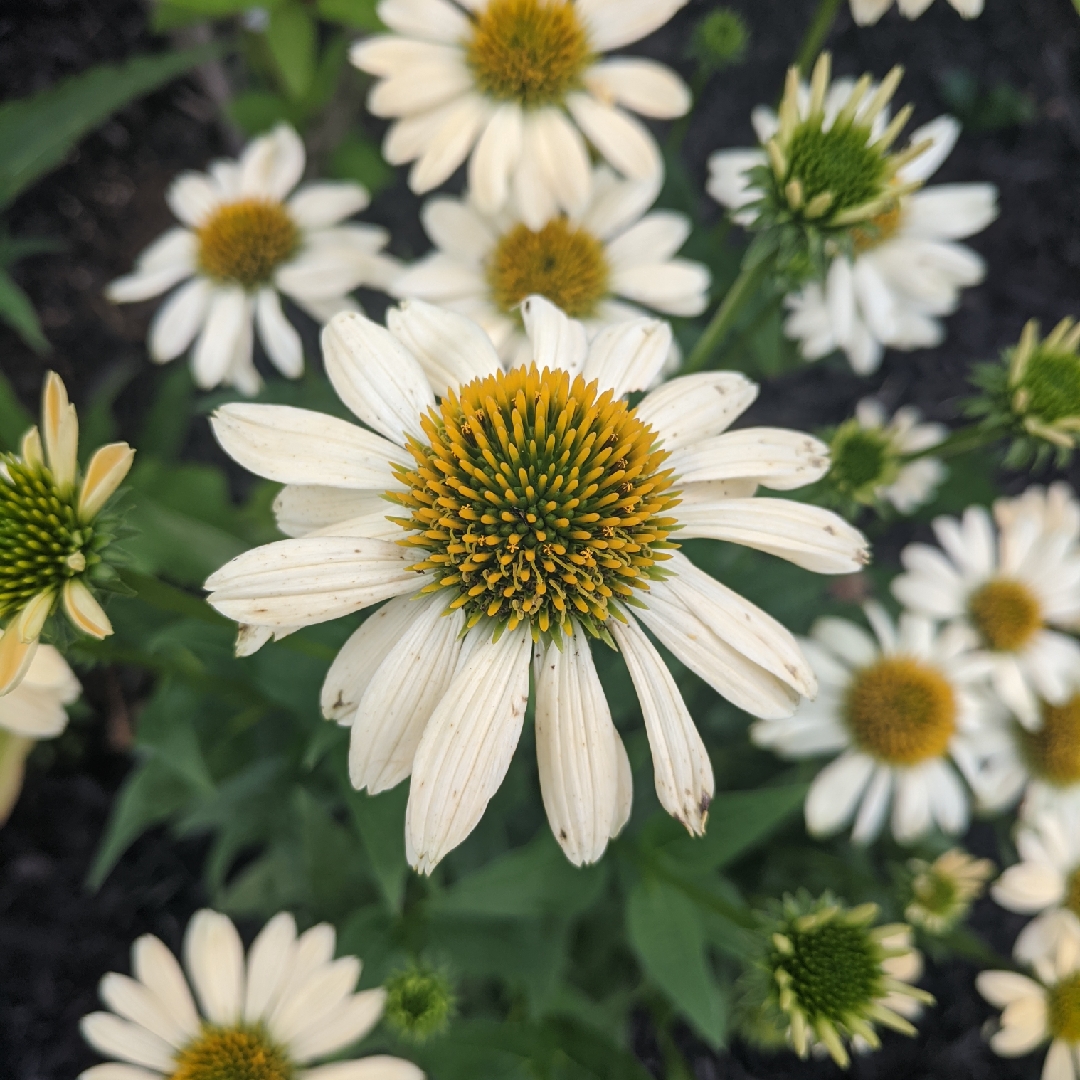 Coneflower Mellow Yellows in the GardenTags plant encyclopedia